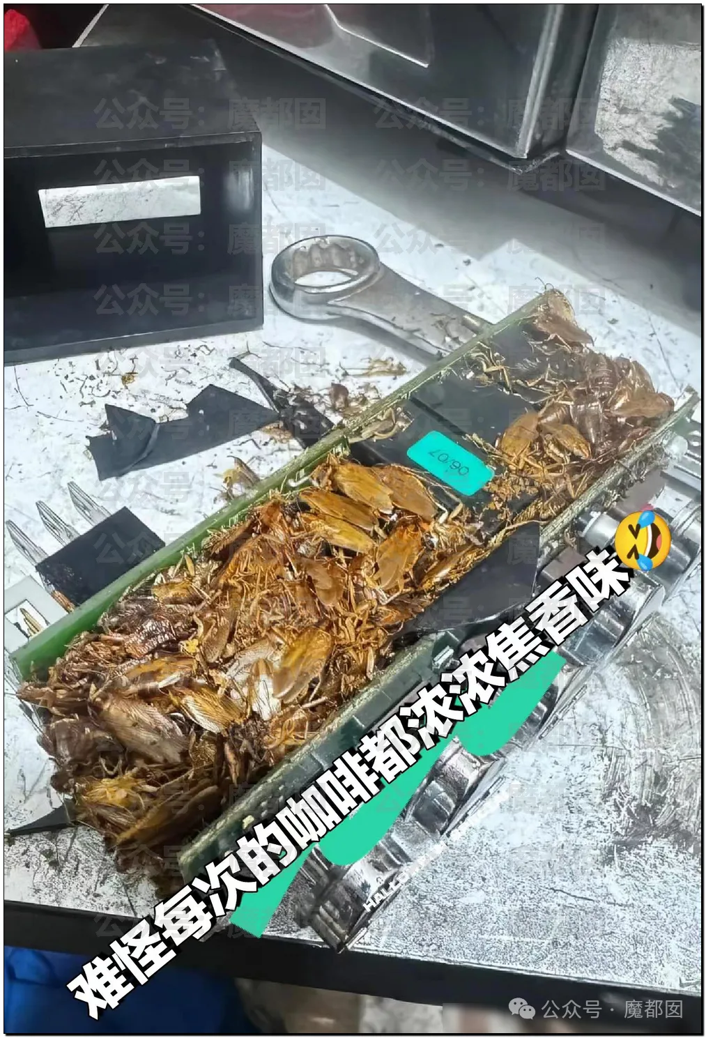 全网尖叫！咖啡机里真的会有大批的死蟑螂