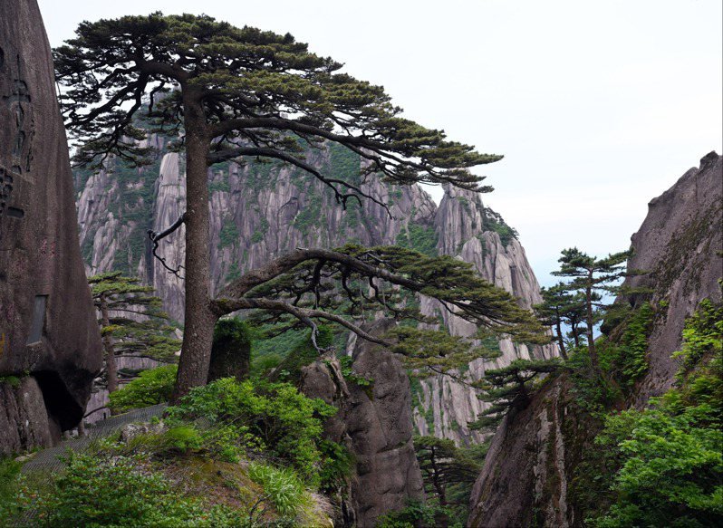 安徽黄山是中国的世界文化和自然双遗产之一。 图为黄山迎客松。 （新华社）