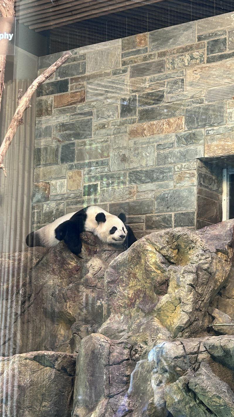 熊猫旺旺（Wang Wang）与福妮（Funi）2009年来到澳洲阿得雷德动物园（Adelaide Zoo），为南半球唯一一对熊猫。 （中央社）